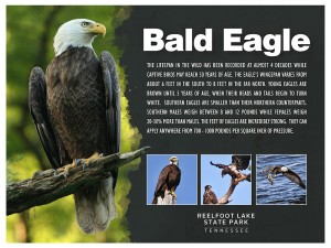 sign_eagle_proof