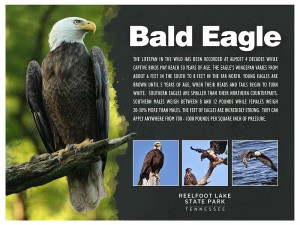 sign_eagle_proof
